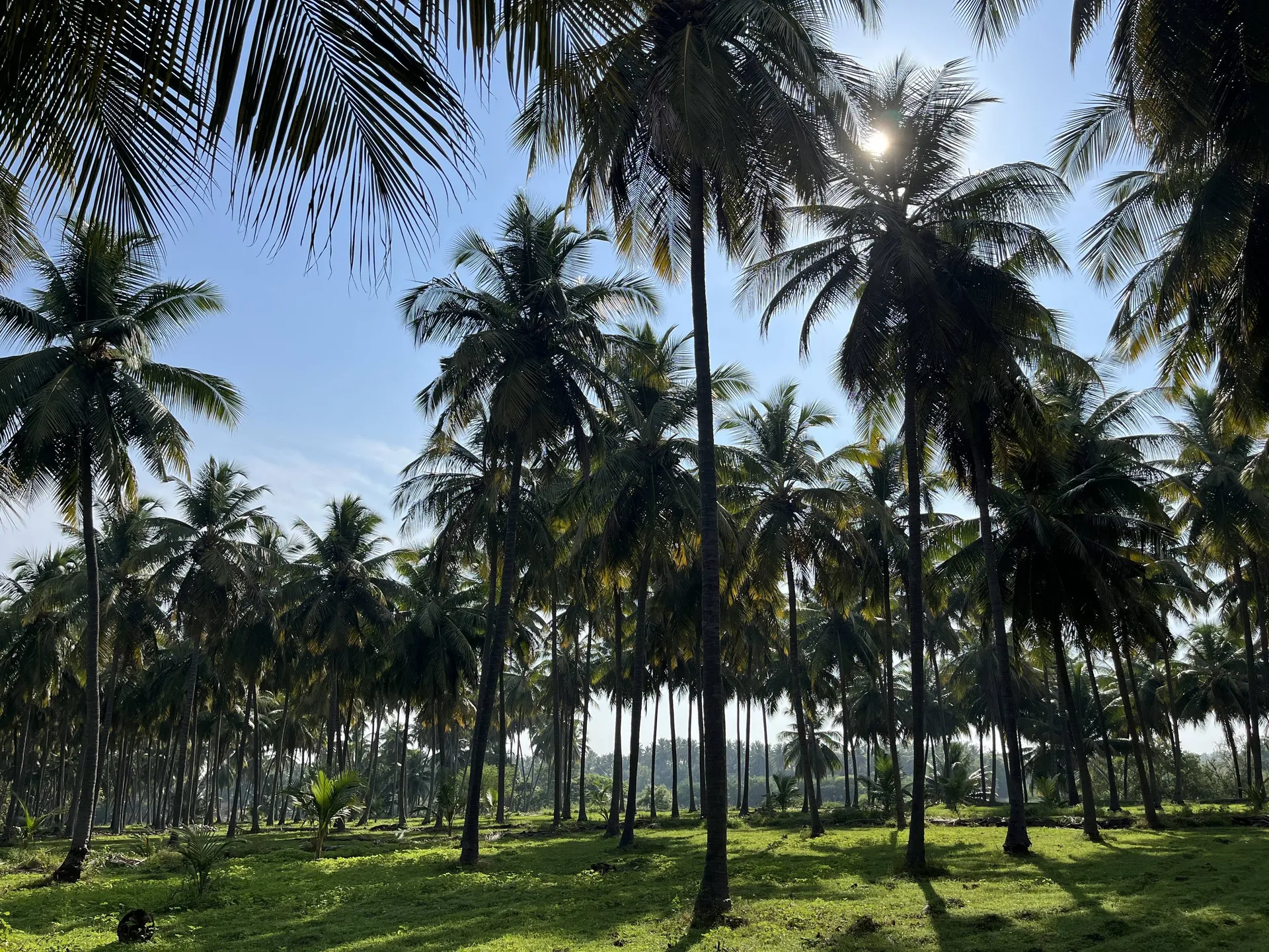 Coconut Palm Grove