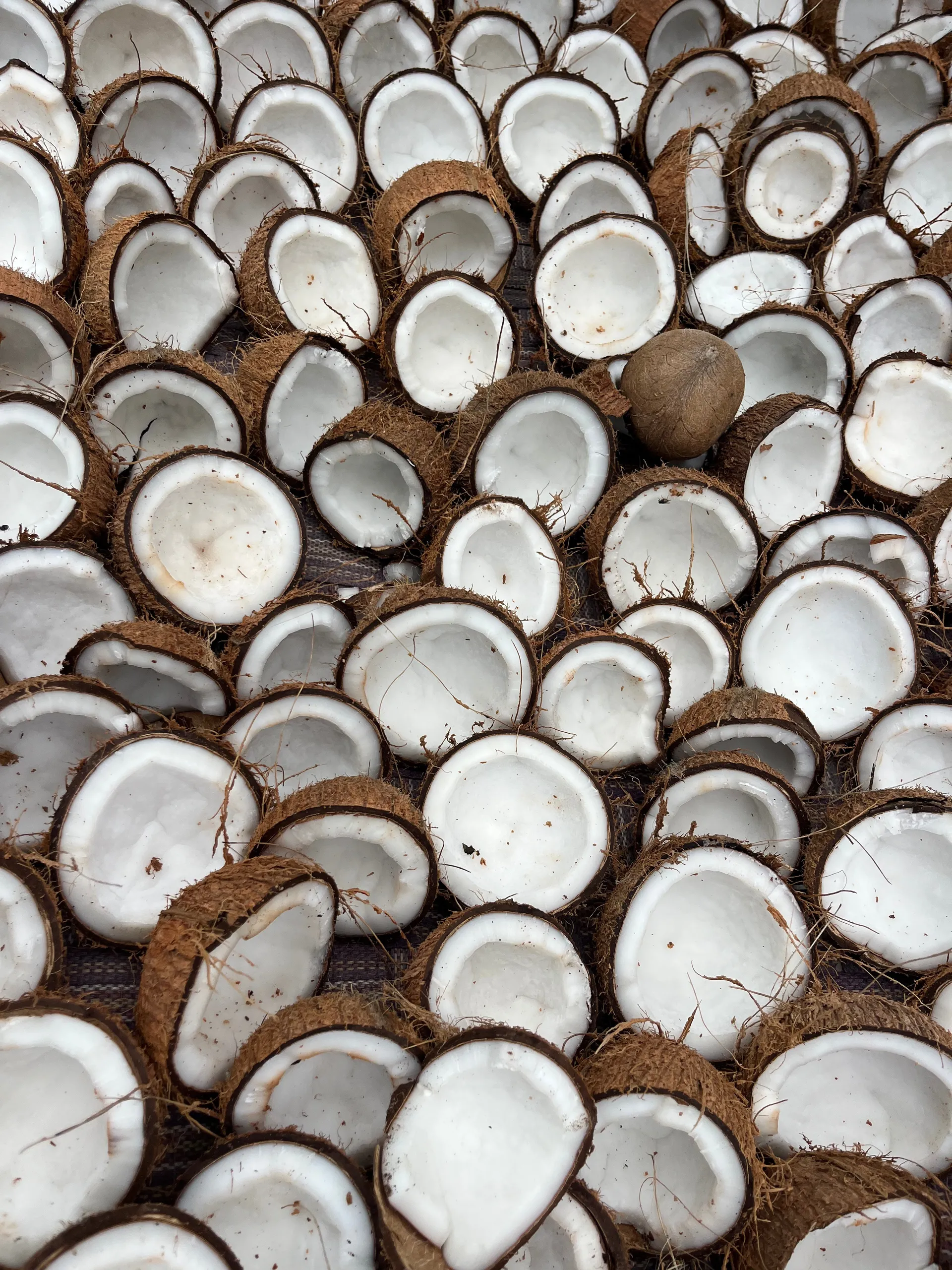 Processed Coconut Shells After Oil Extraction